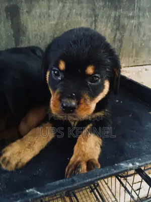 1-3 months Female Purebred Rottweiler