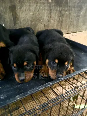 1-3 months Female Purebred Rottweiler