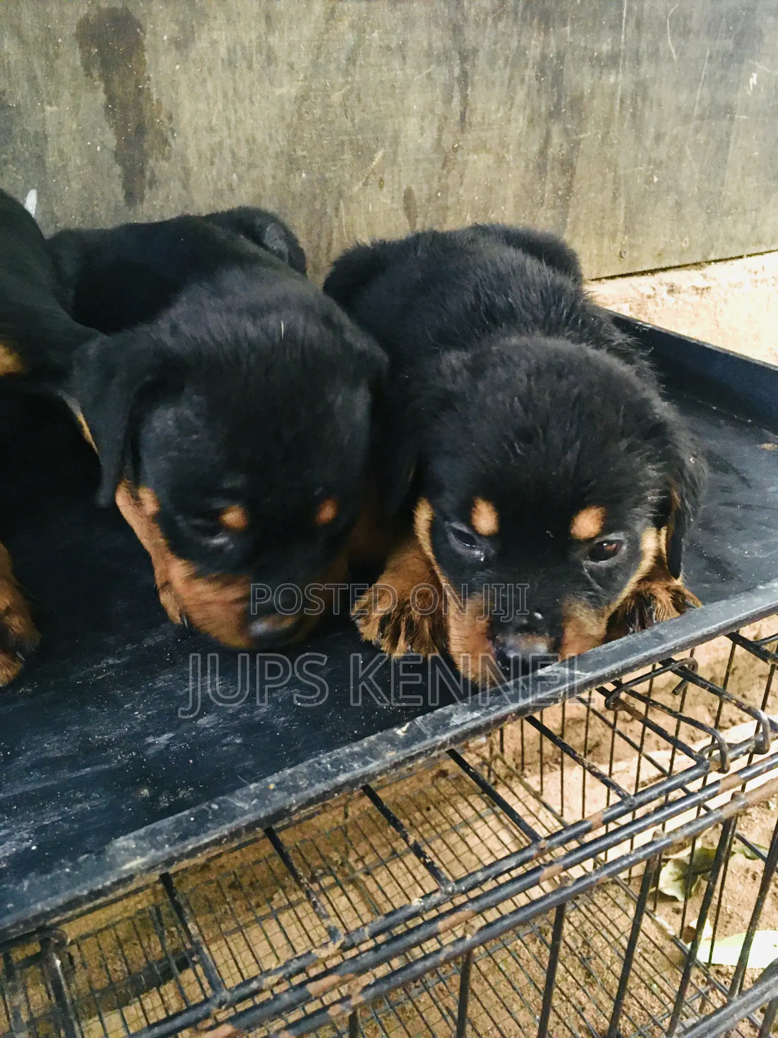 1-3 months Female Purebred Rottweiler