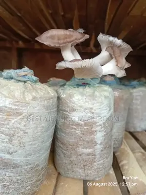 Oyster Mushroom Fruiting Bags