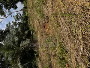 Land for Sale at Asuboi