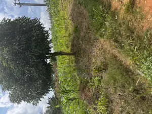 Land for Sale at Asuboi