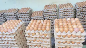 Poultry Products - Fresh Eggs From the Farm