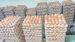 Poultry Products - Fresh Eggs From the Farm