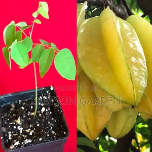 Exotic Star Fruit Seedlings