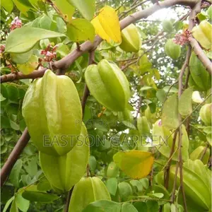 Exotic Star Fruit Seedlings