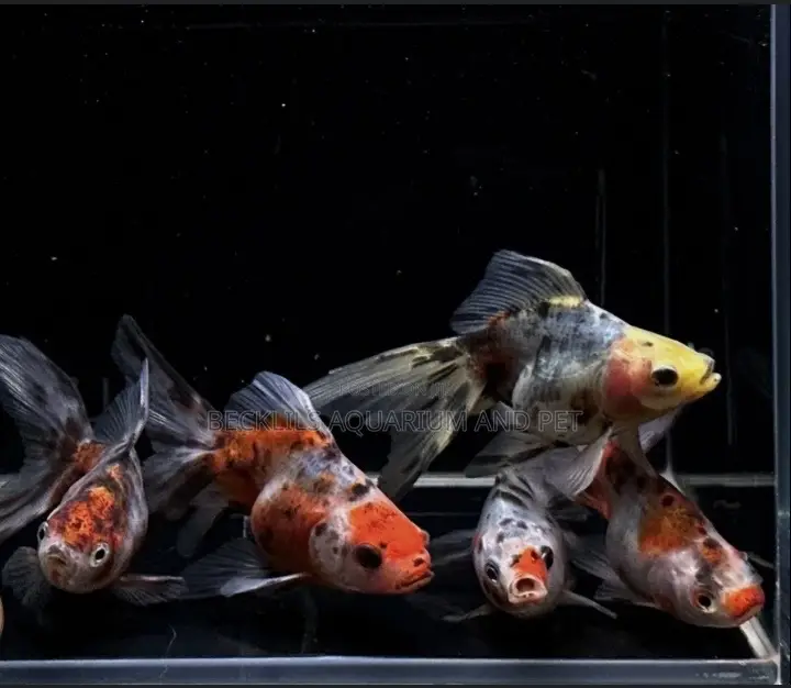 Medium Calico Golden Fish