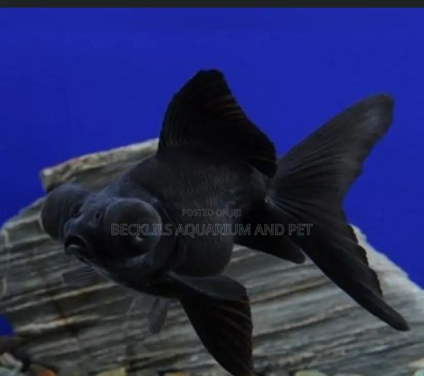 Black Moor Golden Fish ( Medium)