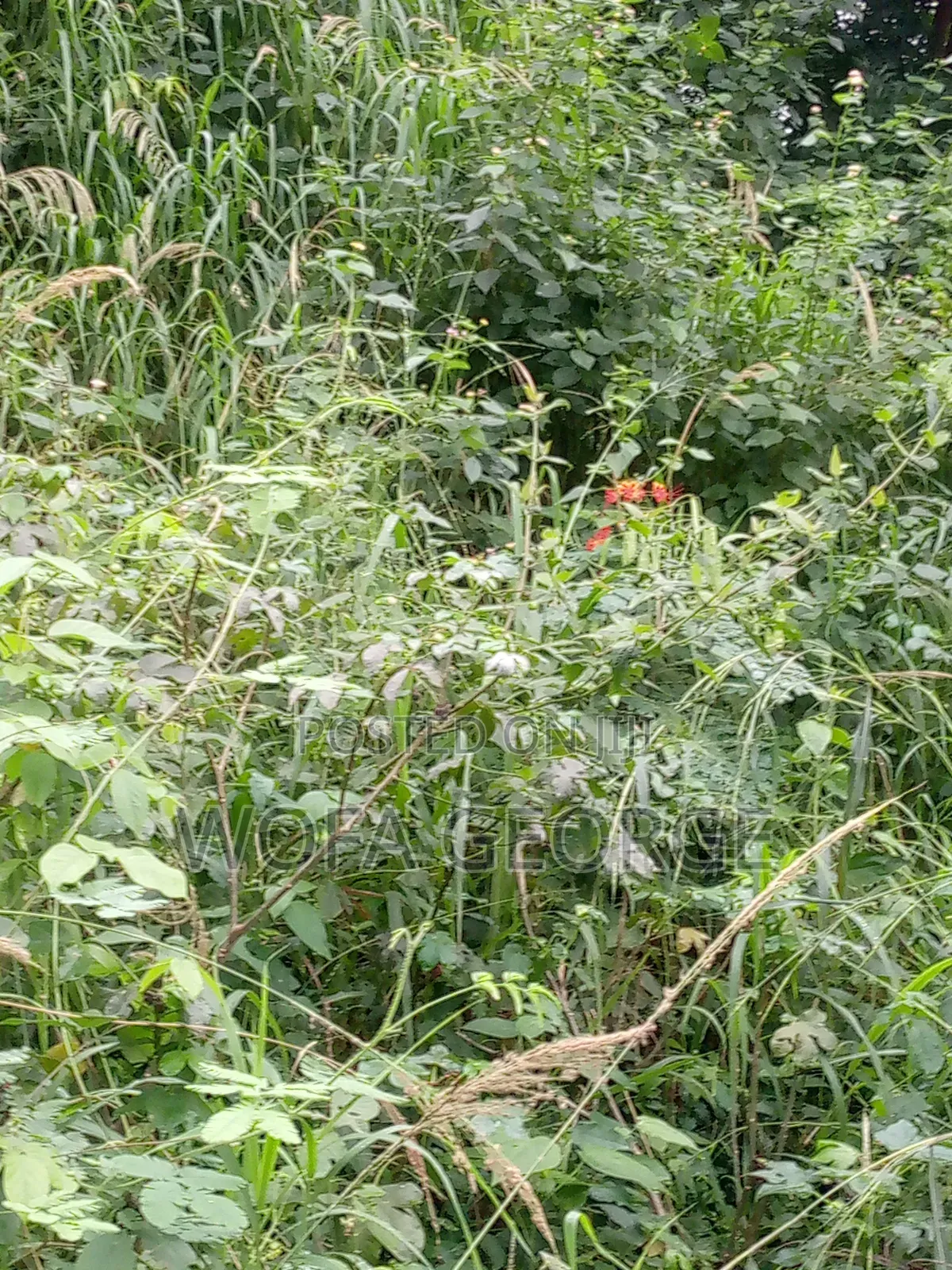 Land for Sale