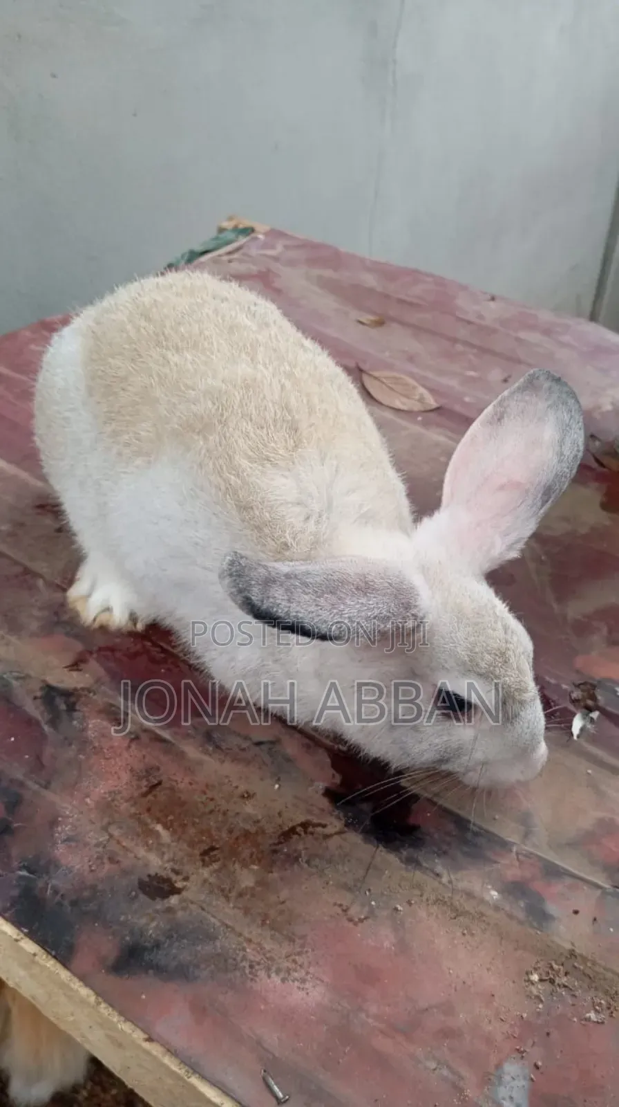 Rabbits for Sale