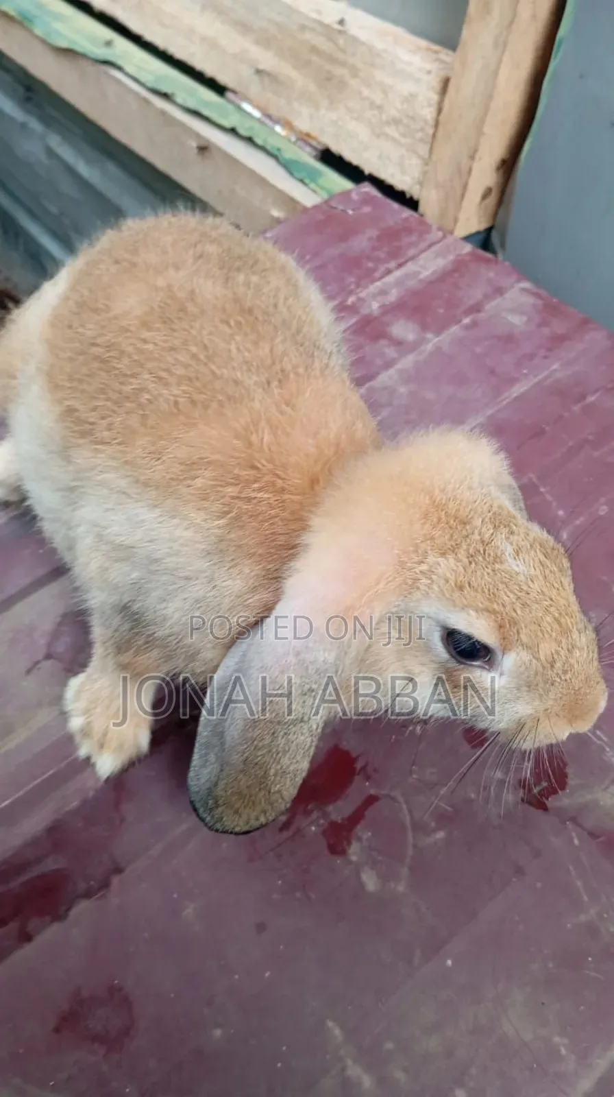 Rabbits for Sale