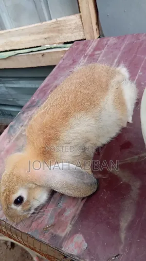 Rabbits for Sale
