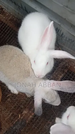 Rabbits for Sale