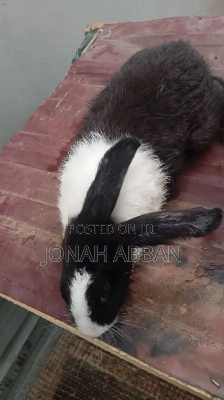 Rabbits for Sale
