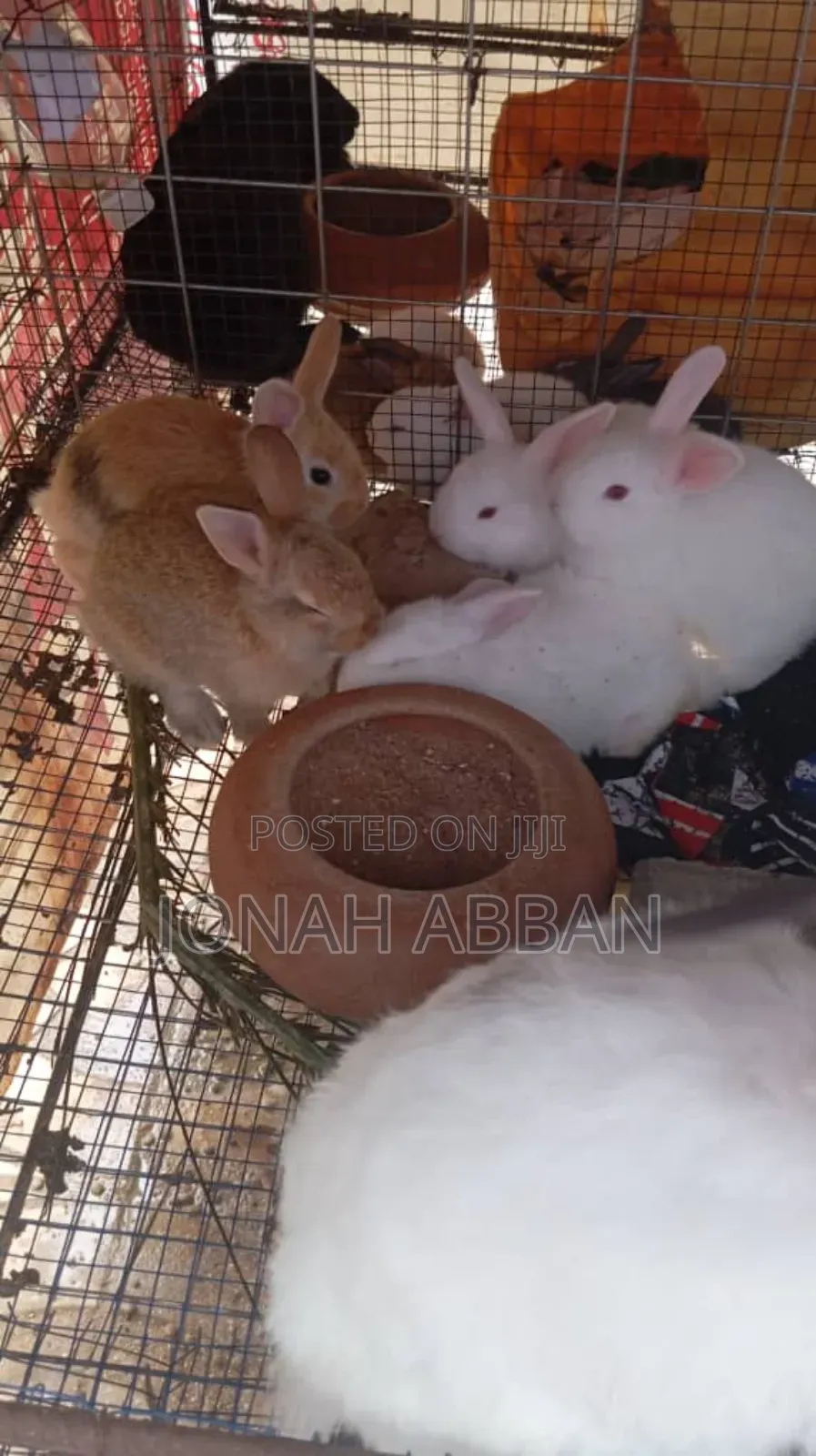 Rabbits for Sale