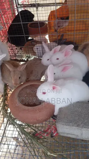 Rabbits for Sale