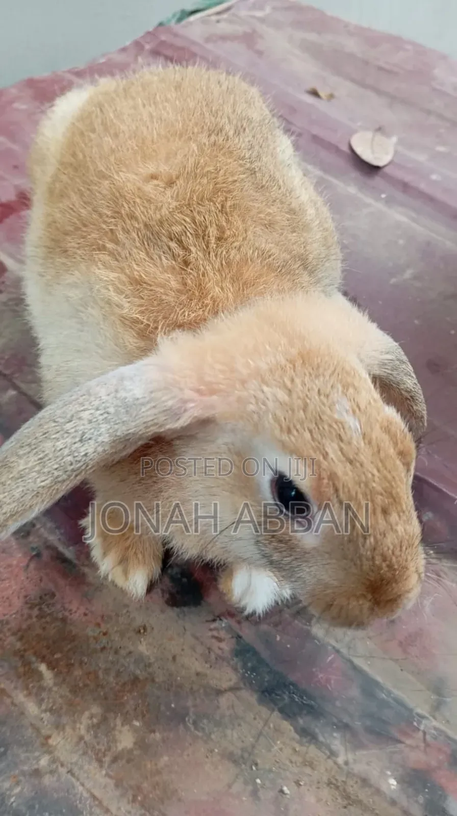Rabbits for Sale
