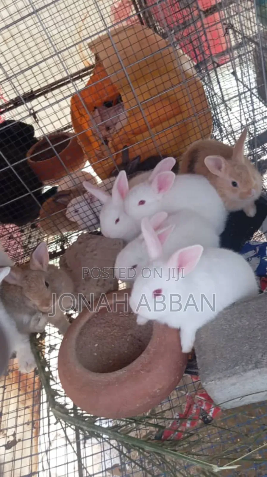 Rabbits for Sale