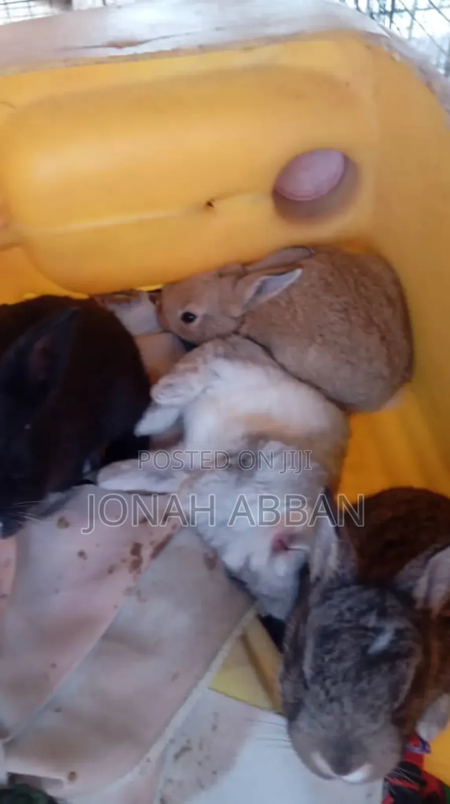 Rabbits for Sale