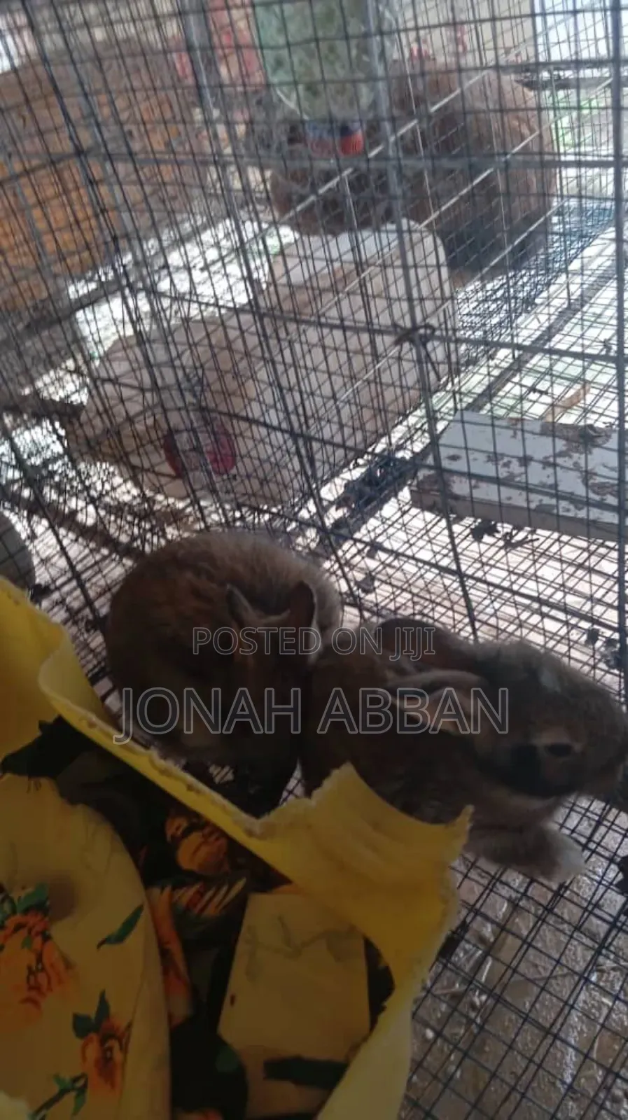 Rabbits for Sale
