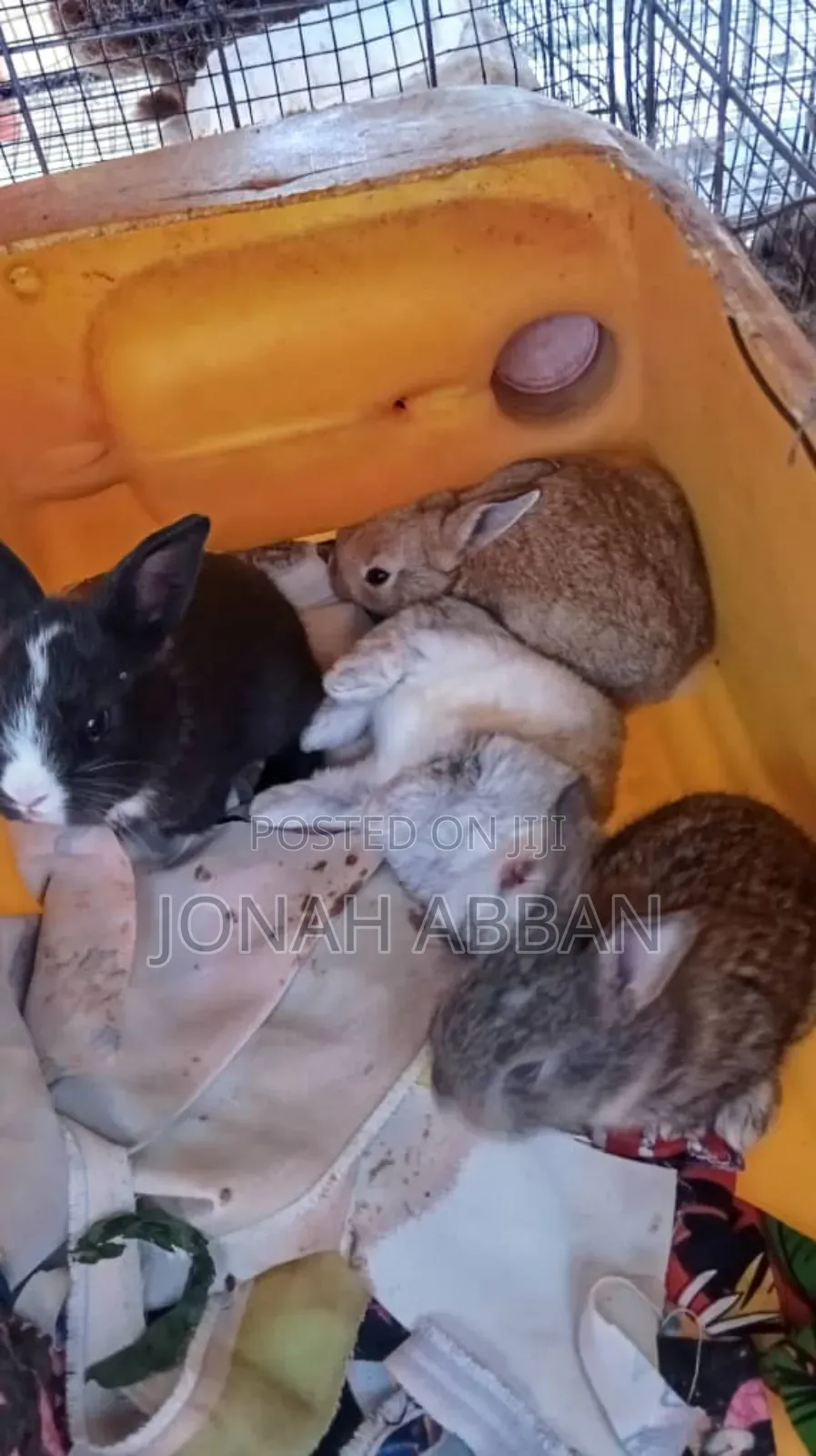 Rabbits for Sale