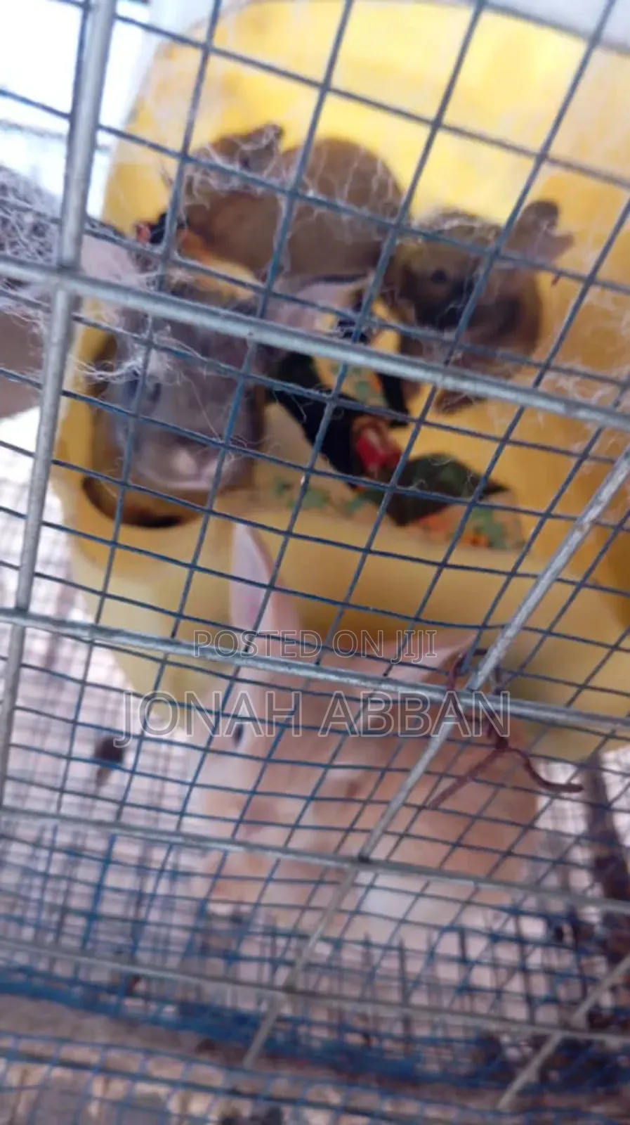 Rabbits for Sale