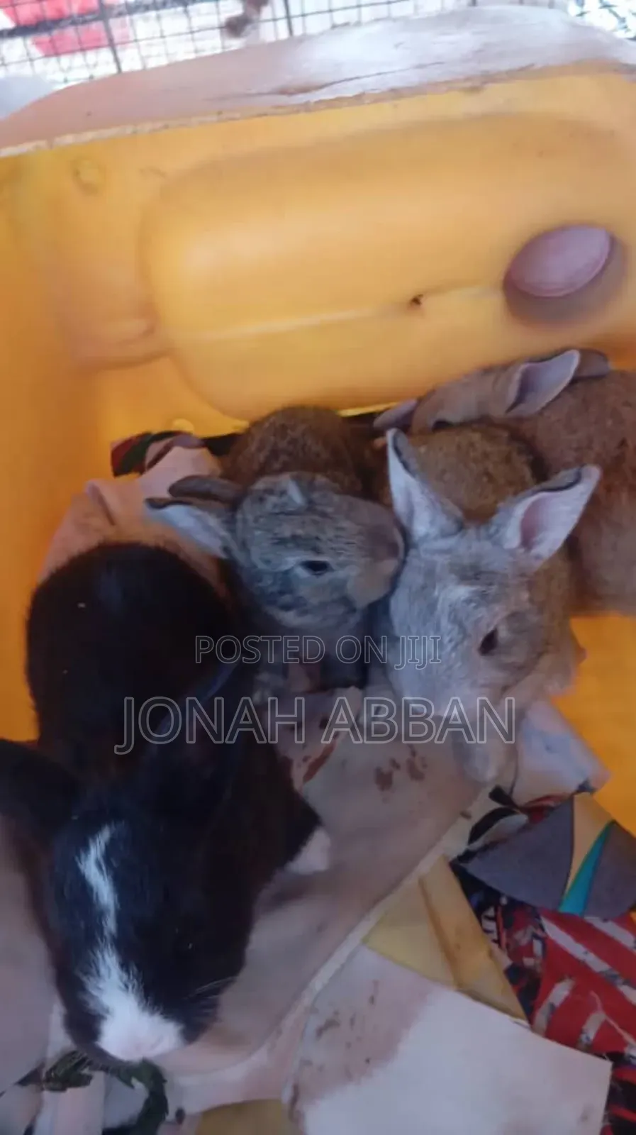 Rabbits for Sale
