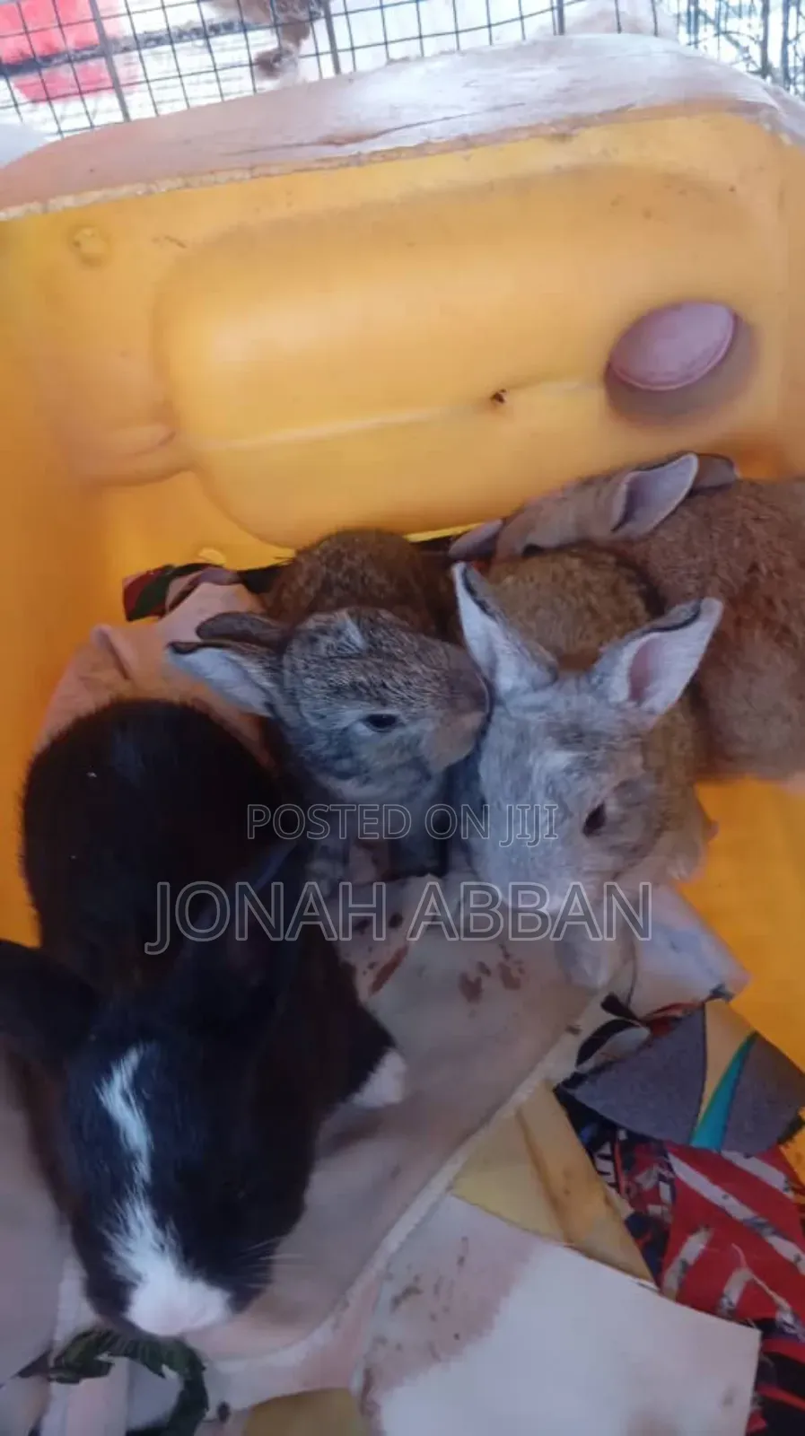 Rabbits for Sale