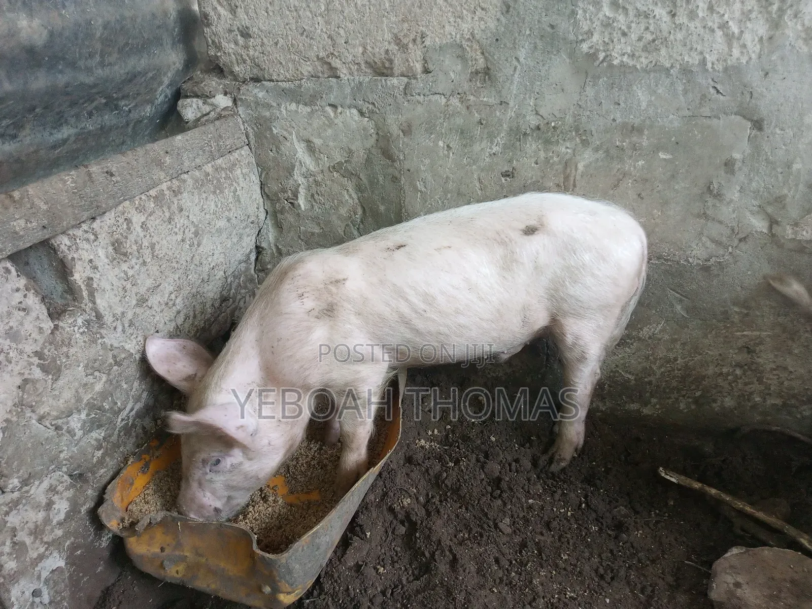 Pig and Piglets Available for Sale