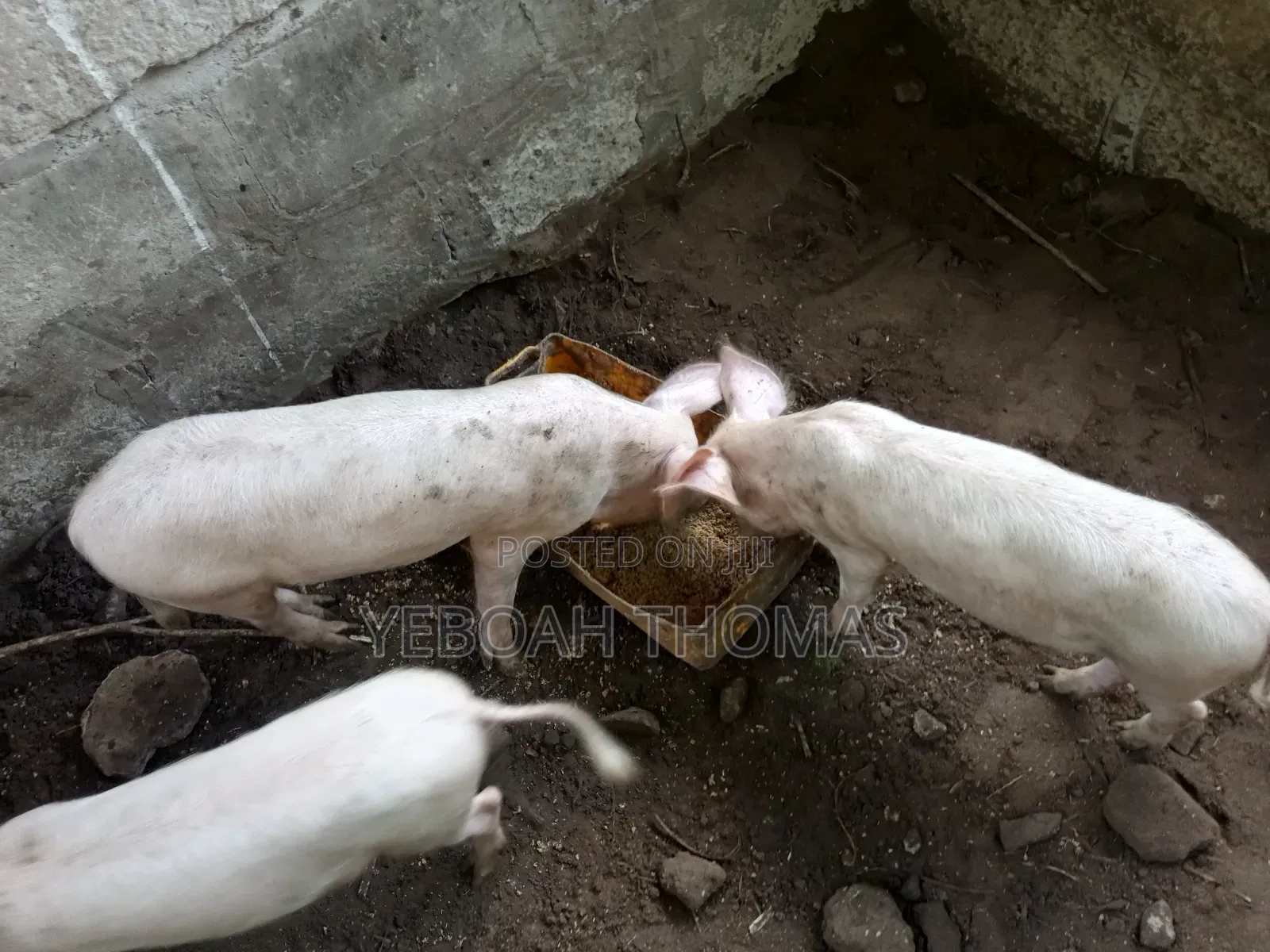 Pig and Piglets Available for Sale