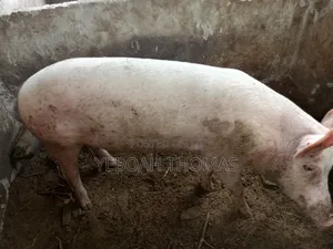 Pig and Piglets Available for Sale