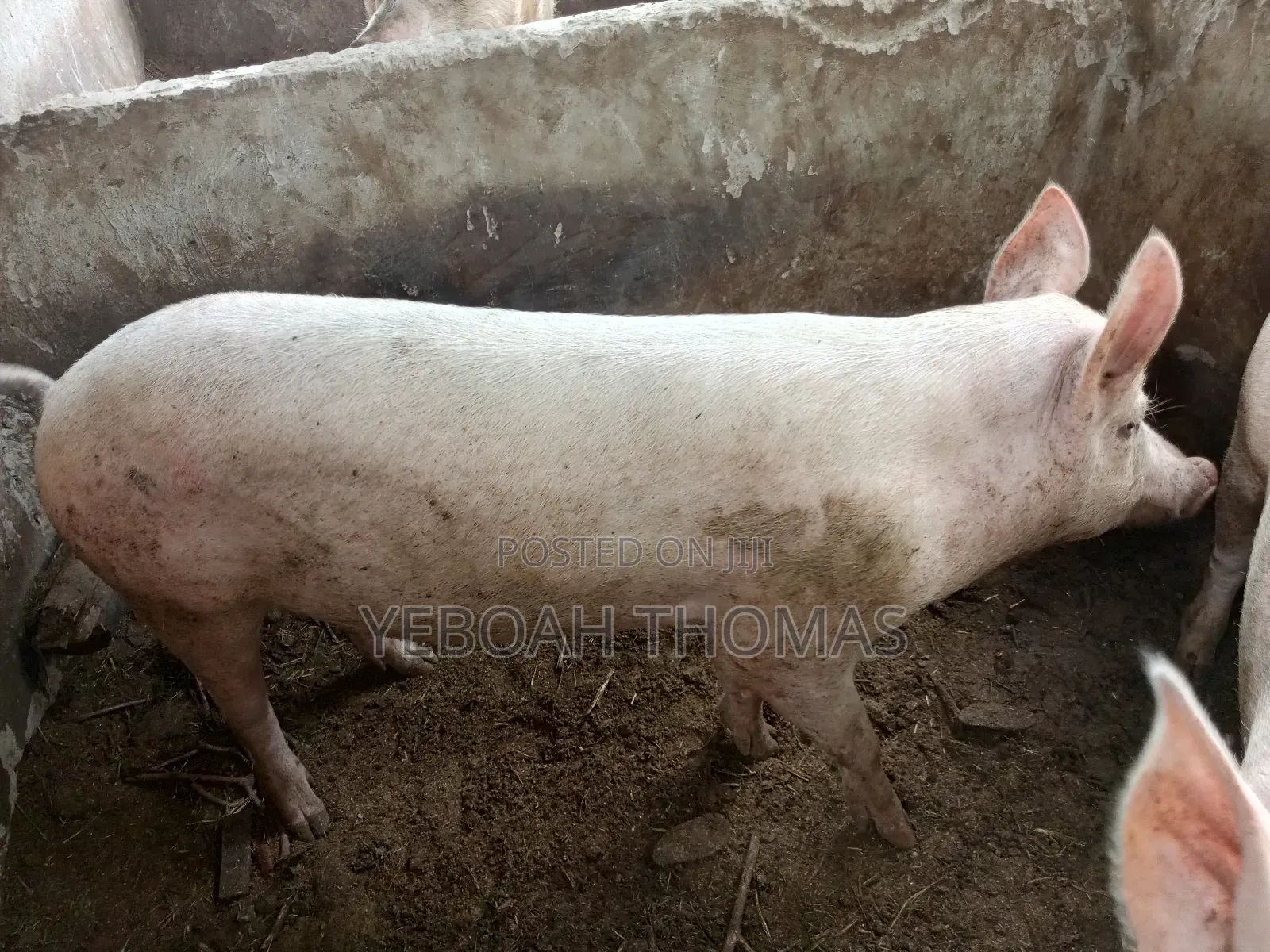 Pig and Piglets Available for Sale