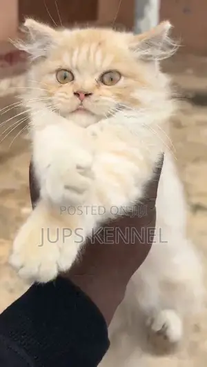 1-3 months Male Purebred Persian
