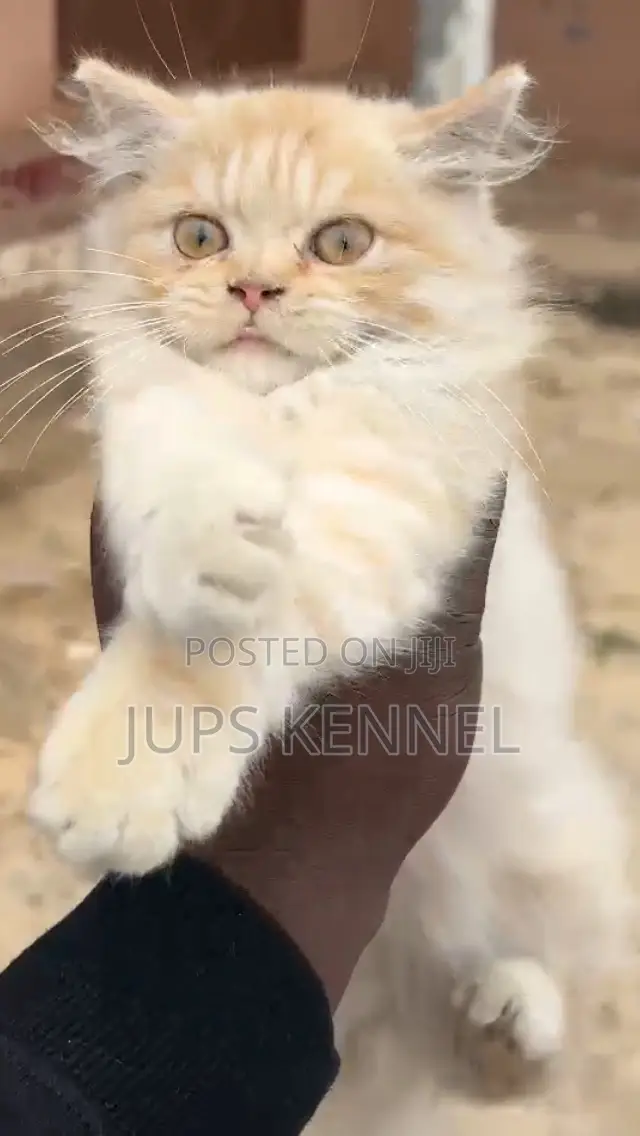 1-3 months Male Purebred Persian