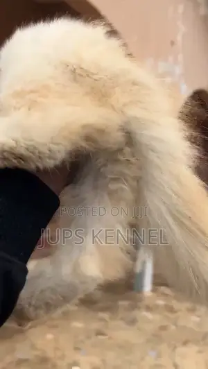 1-3 months Male Purebred Persian