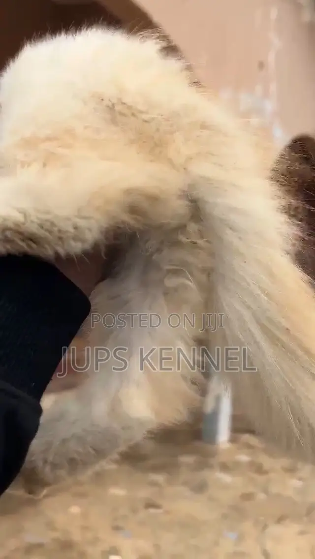 1-3 months Male Purebred Persian