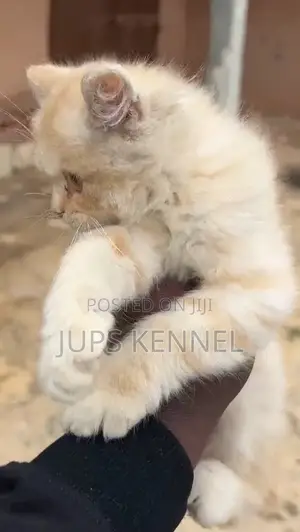 1-3 months Male Purebred Persian