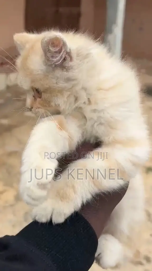 1-3 months Male Purebred Persian