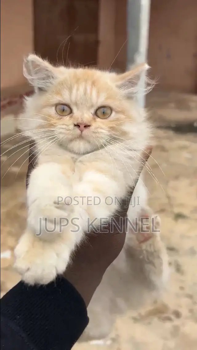 1-3 months Male Purebred Persian