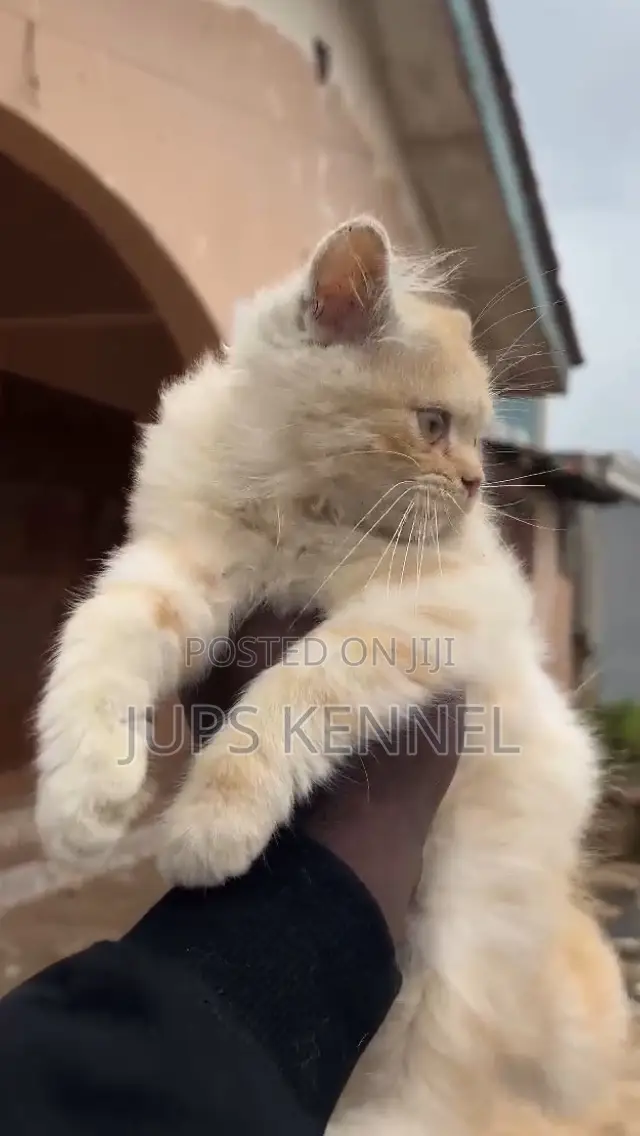1-3 months Male Purebred Persian