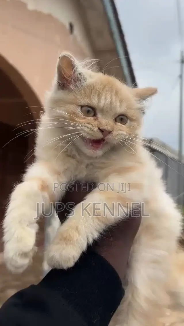1-3 months Male Purebred Persian