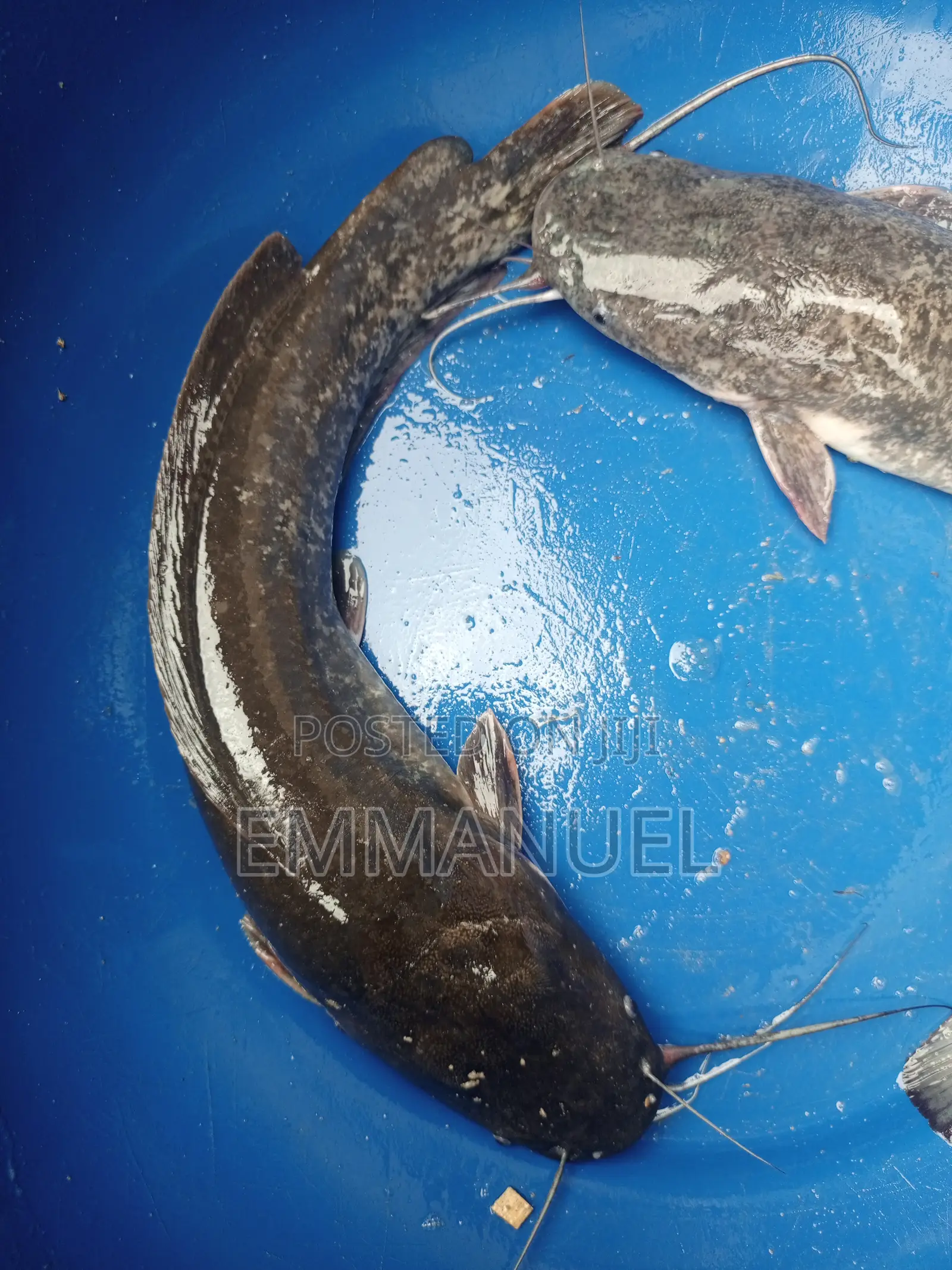 Catfish, Broodstock, And Fingerlings