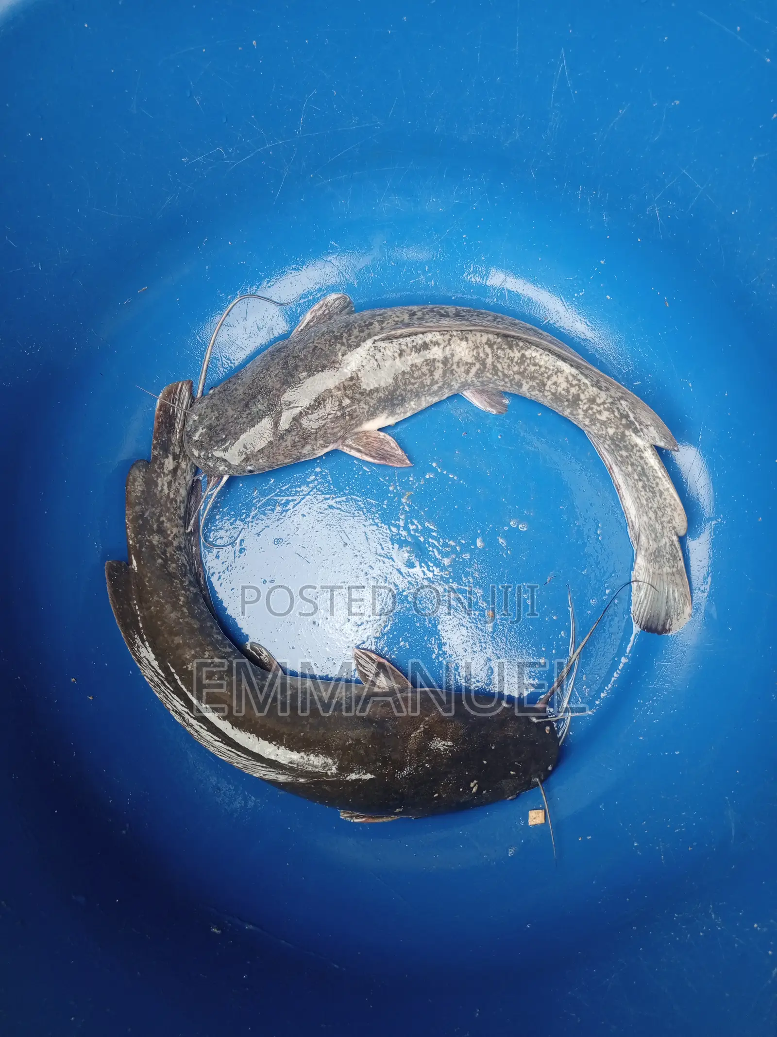 Catfish, Broodstock, And Fingerlings