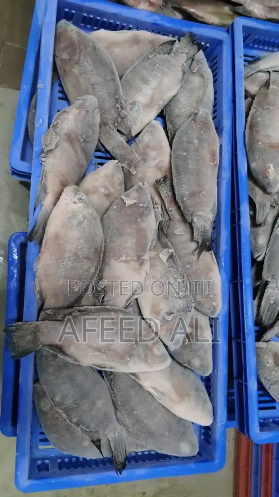 Tilapia for Sale (22 Tons)