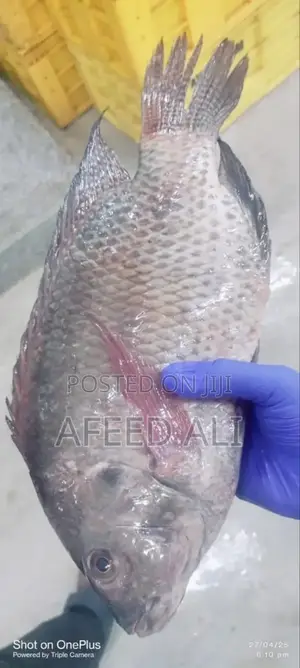 Tilapia for Sale (22 Tons)