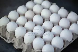 Fresh Eggs for Sale at Wholesale