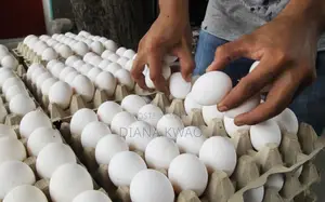 Fresh Eggs for Sale at Wholesale