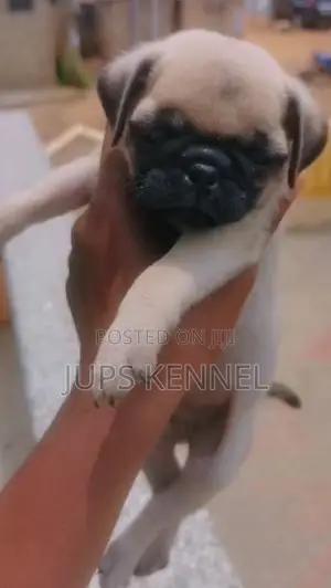1-3 months Female Purebred Pug