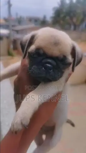 1-3 months Female Purebred Pug