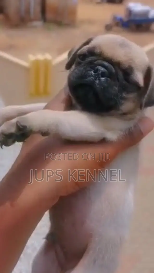 1-3 months Female Purebred Pug